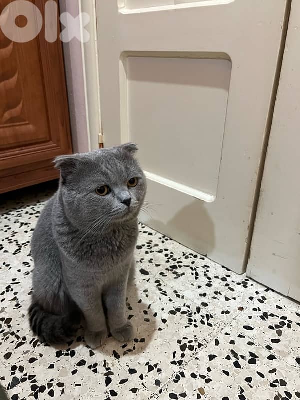 Scotch Fold for sale 3