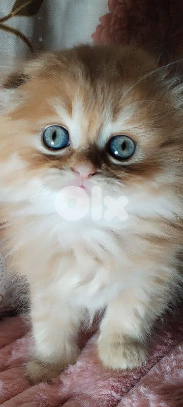 Scottish   kitten for sale