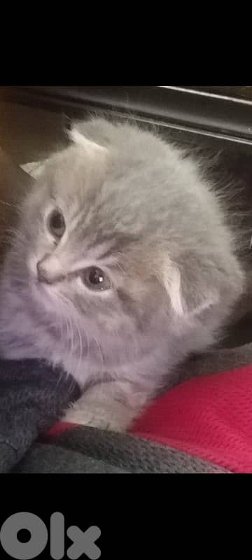 Scottish   kitten for sale 1