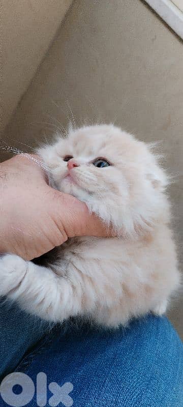 Scottish   kitten for sale 2