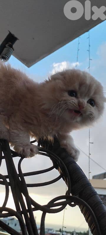 Scottish   kitten for sale 3