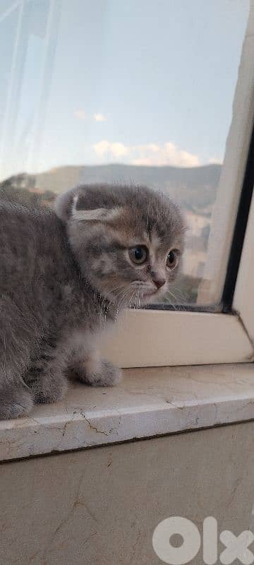 Scottish   kitten for sale 4