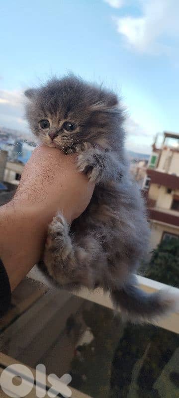 Scottish   kitten for sale 5