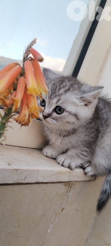 Scottish   kitten for sale 6