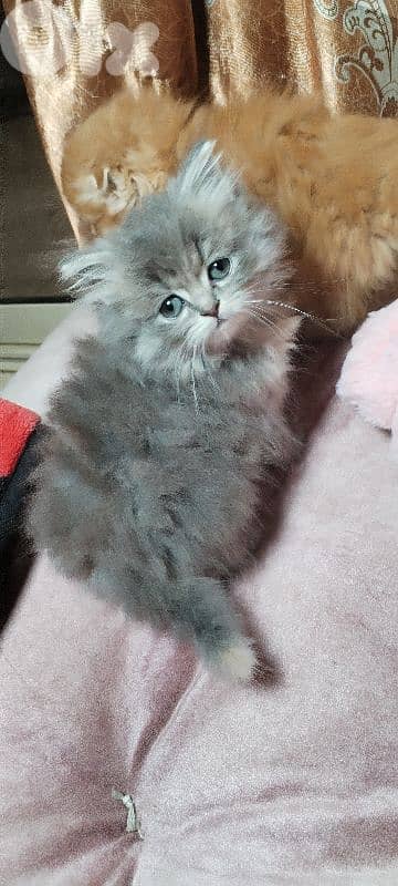 Scottish   kitten for sale 7