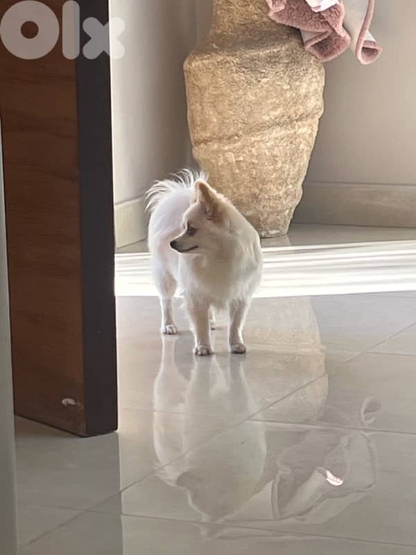 pomeranian!  70851118       8months 2