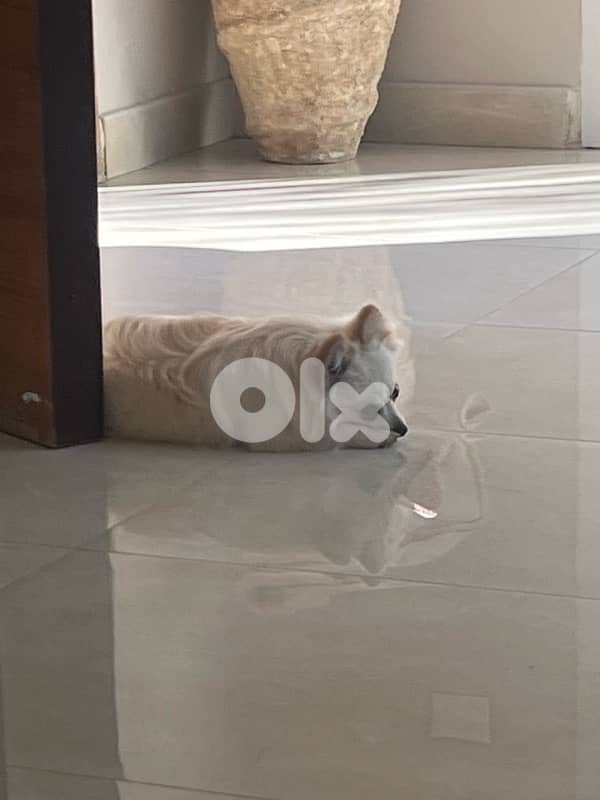 pomeranian!  70851118       8months 3