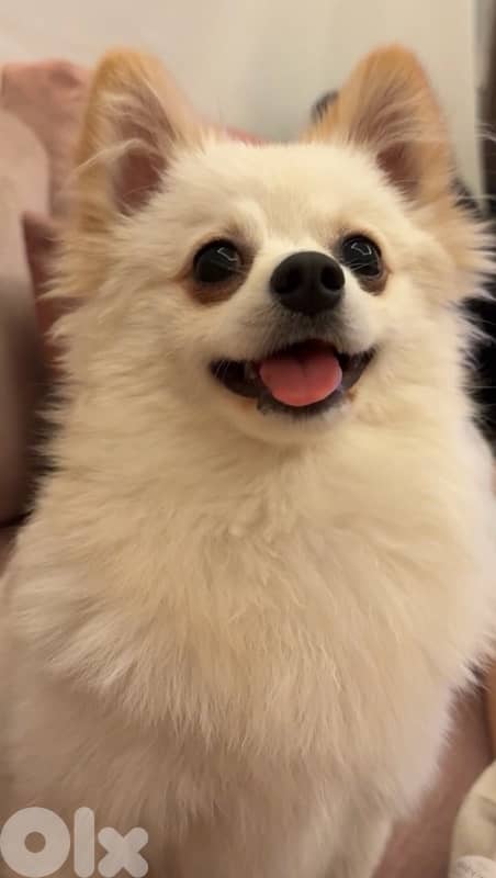 pomeranian!  70851118       8months 4