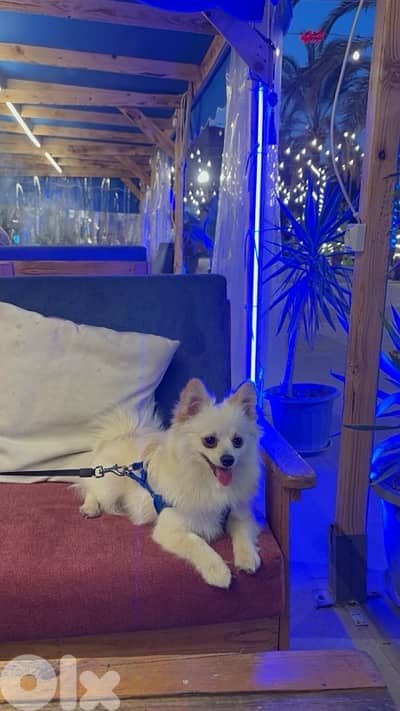 pomeranian!  70851118       8months