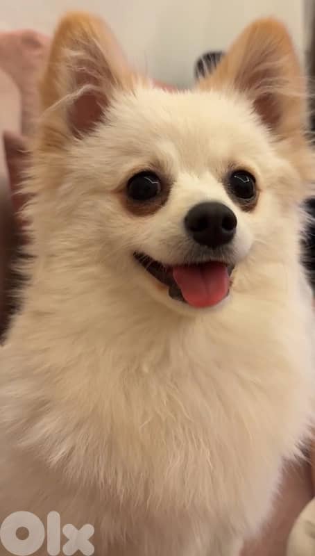 pomeranian!  70851118       8months 5