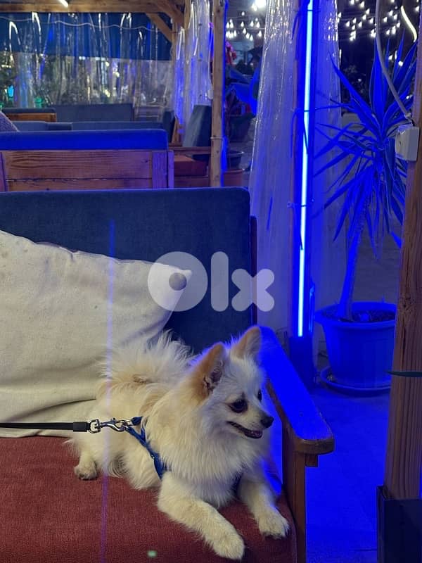 pomeranian!  70851118       8months 1