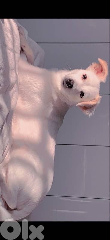 adorable bichon/loulou