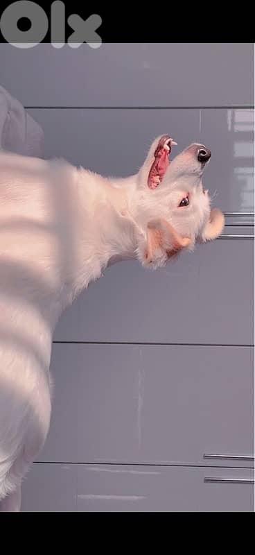 adorable bichon/loulou 1