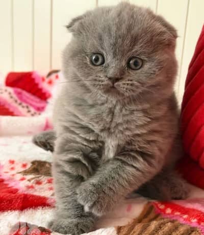 Scottish fold