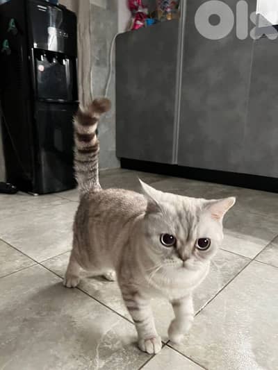 Scottish Fold & British Shorthair Brothers for Sale – Vaccinated