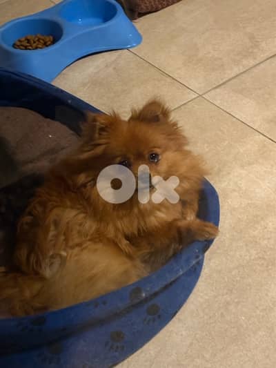 Real pomeranian