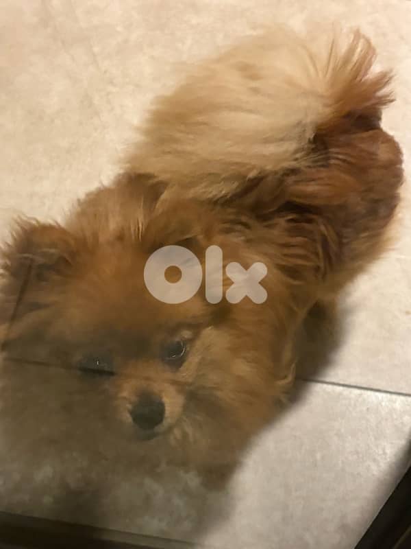 Real pomeranian 3