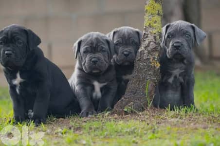 cane corso