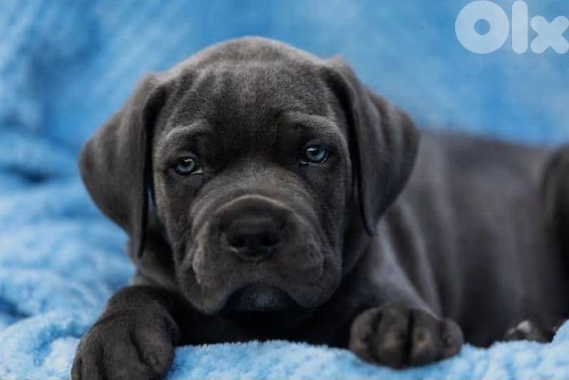 cane corso 1