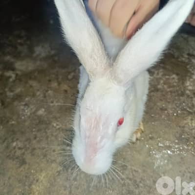 أرانب ٢ ذكر و انثى لون ابيض و رمادي مع القفص ب٢٠ دولار
