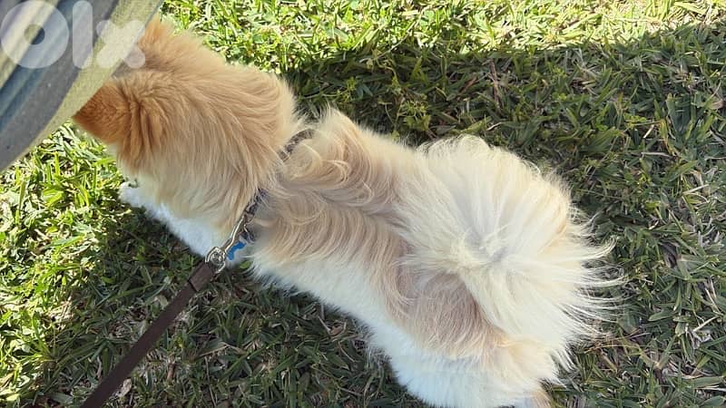 pomeranian!  70851118       8months 1