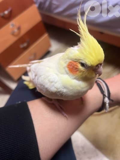 cockatiel bird