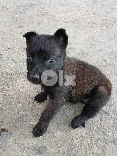 Belgian malinois for sale (pure)