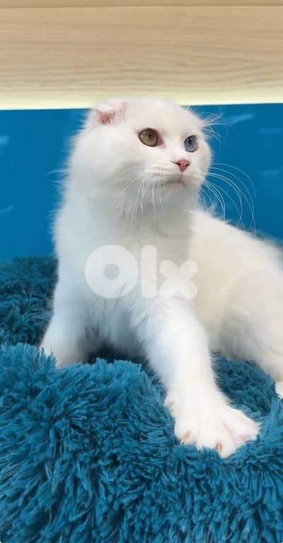 Unique Scottish Fold kitten Available
