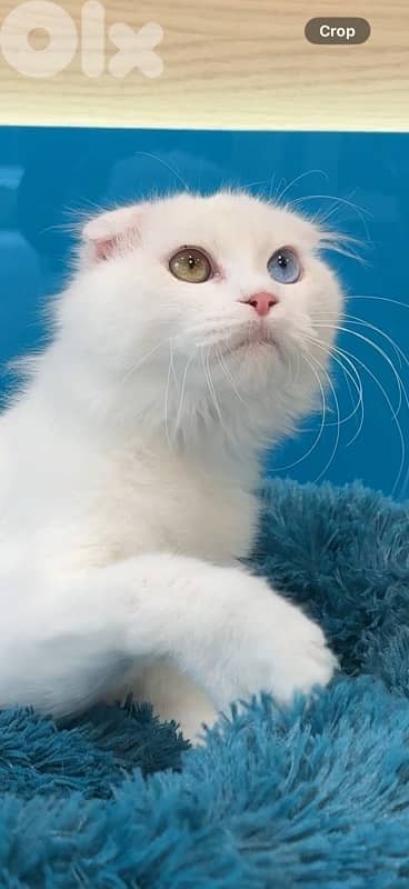 Beautiful Scottish Fold Kitten AVAILABLE IN STORE & DELIVERY