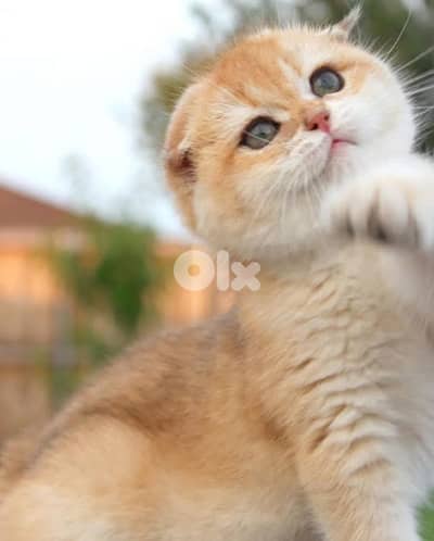 golden chinchella fold