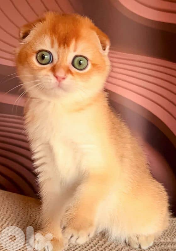 golden chinchella fold 1