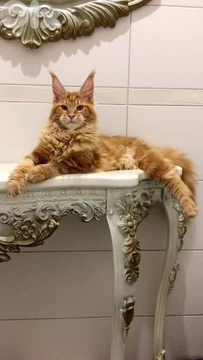 Beautiful Maine Coon Kitten  / cat قطط