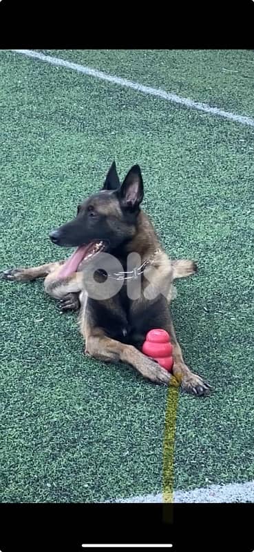malinois for breeding