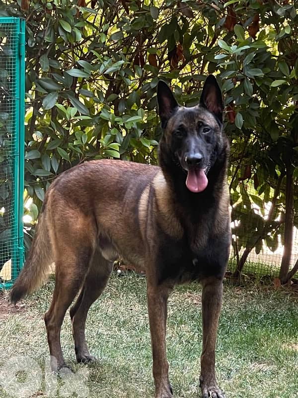 malinois for breeding 1