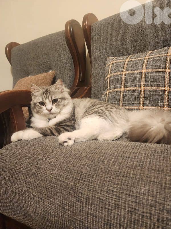 persion mix high quality silver tabby and white!!! 5