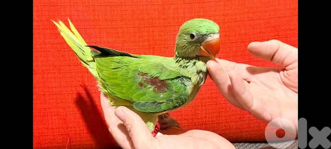 alexandrine parrot ببغاء درة نيبالي