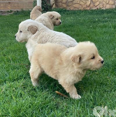 4 Golden retrievers