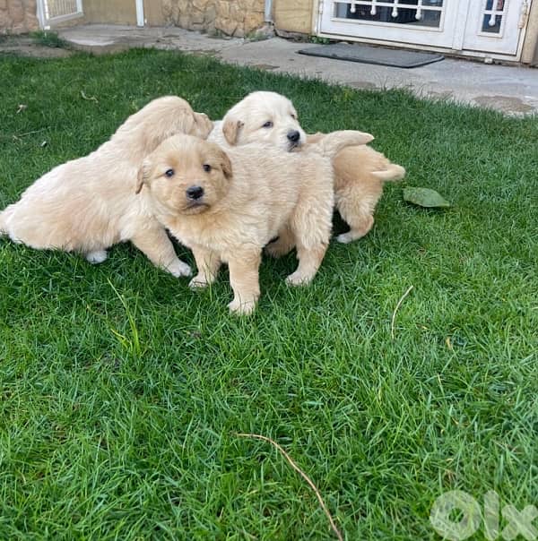 4 Golden retrievers 1