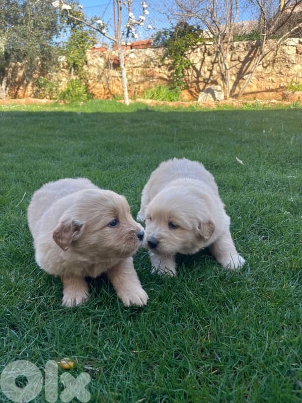 4 Golden retrievers 2