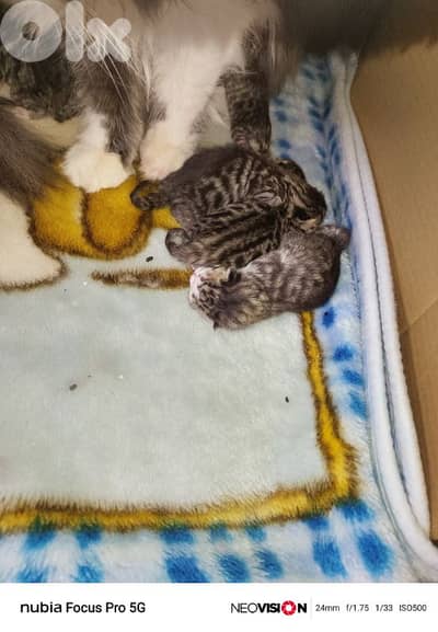 لبنان لجنوب