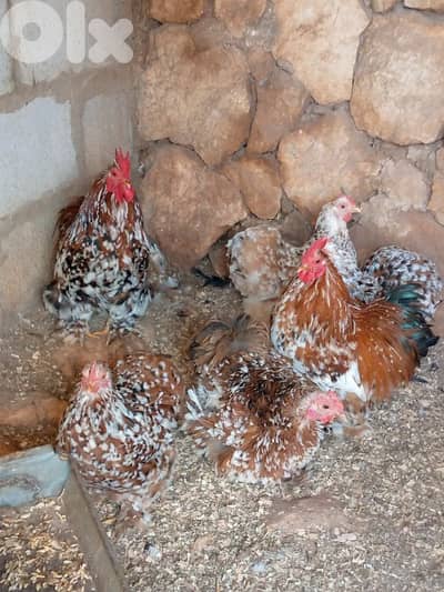 البقاع قرب بعلبك