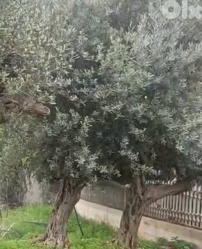 olive tree for sale