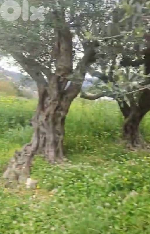 olive tree for sale 1