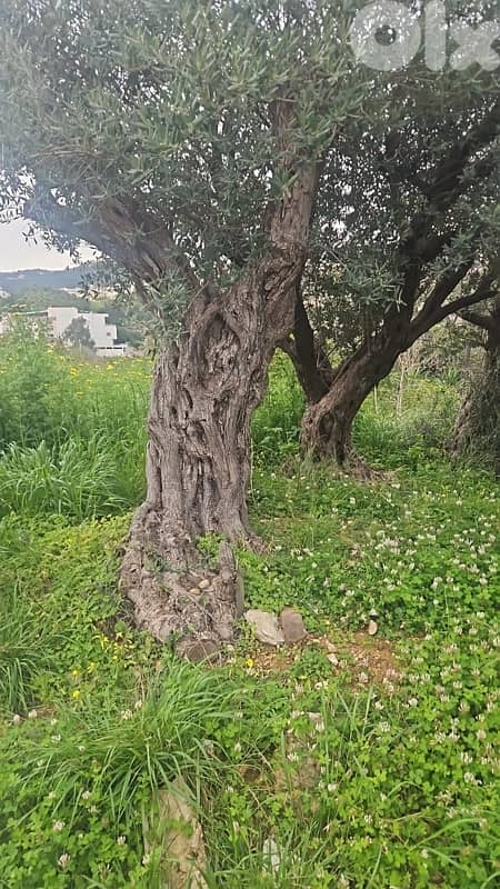 olive tree for sale 2