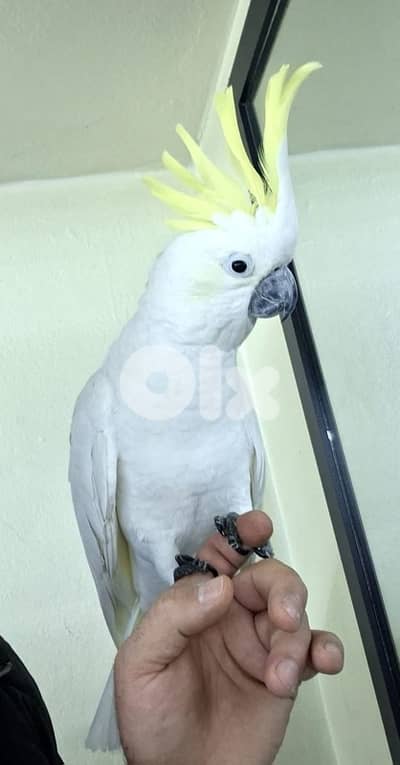 ببغاء كوكاتو كريست