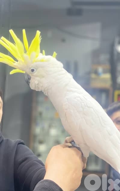 ببغاء كوكاتو كريست