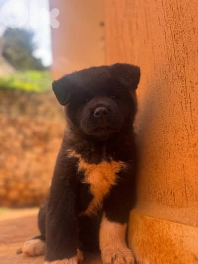 american akita