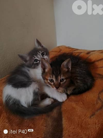 جورة البلوط