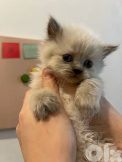 Himalayan kitten