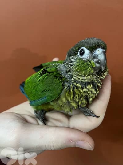 conure green cheek